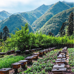 Flower Honey Manufacturer - Organic Pure Natural Sweet