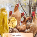 Chicken Gizzard Powder Supplier - Endothelium Corneum Extract