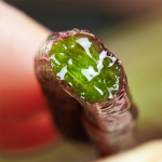 Dendrobium Extract Supplier - Skin Care Moisturizer Raw