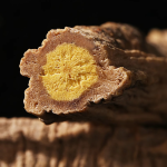 Codonopsis Root Supplier - Dang Shen Dried Extract