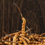 Cordyceps Manufacturer - Tibetan Herb Dried