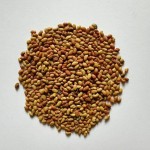 Alfalfa Seeds Supplier - Bird Food Grain Bulk