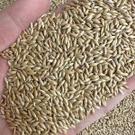 Canary Seed Manufacturer - Pet Food Bird Feed Kernel