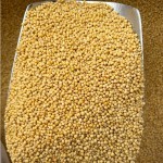 Yellow Mustard Seeds Supplier - Top Grade Dried