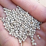 Pigeon Seeds Factory - New Crop Animal Feed