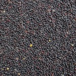 Pigeon Food Factory - Canola Seed Poultry Feed
