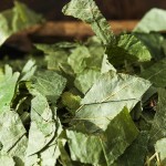 Epimedium Leaf Supplier - Chinese Medicine Whole