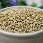 Canary Seed Manufacturer - Pet Food Bird Feed Kernel