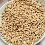 Barley Feed Manufacturer - Malt Grain Poultry