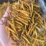 Cordyceps Manufacturer - Tibetan Herb Dried