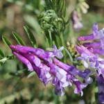 Alfalfa Seeds Supplier - Bird Food Grain Bulk