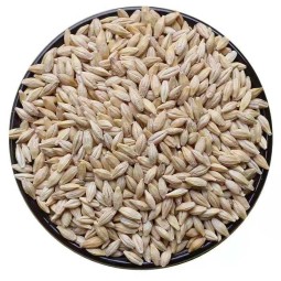 Barley Feed Manufacturer - Malt Grain Poultry