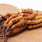 Cordyceps Herb Supplier - Chinese Raw Material
