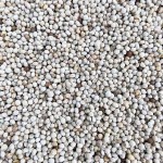 Pigeon Seeds Factory - New Crop Animal Feed