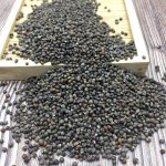 Perilla Seeds Manufacturer - Organic Fruit Bulk