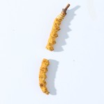 Cordyceps Herb Supplier - Chinese Raw Material