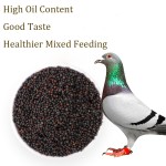Pigeon Food Factory - Canola Seed Poultry Feed