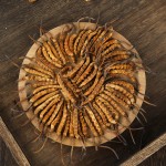 Cordyceps Manufacturer - Tibetan Herb Dried