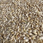 Barley Feed Manufacturer - Malt Grain Poultry