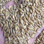 Barley Feed Manufacturer - Malt Grain Poultry