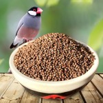 Perilla Seeds Supplier - Bird Fodder Wholesale