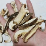 Shiitake Mushrooms Supplier - Vegan Edible Fungus