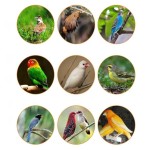 Poultry Feed Supplier - Bird Fodder Agriculture