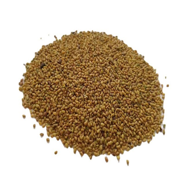 Alfalfa Seeds Supplier - Bird Food Grain Bulk