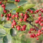 Zanthoxylum Supplier - Hua Jiao Spicy Food
