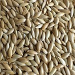 Canary Seed Manufacturer - Pet Food Bird Feed Kernel