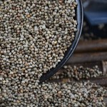 Perilla Seeds Manufacturer - Organic Fruit Bulk