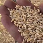Barley Feed Manufacturer - Malt Grain Poultry