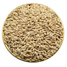 Canary Seed Manufacturer - Pet Food Bird Feed Kernel