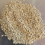 Canary Seed Manufacturer - Pet Food Bird Feed Kernel