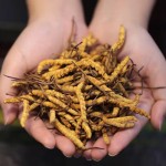 Cordyceps Manufacturer - Tibetan Herb Dried
