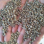 Hemp Seeds Supplier - Animal Feed Bird Grain