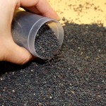 Pigeon Food Factory - Canola Seed Poultry Feed