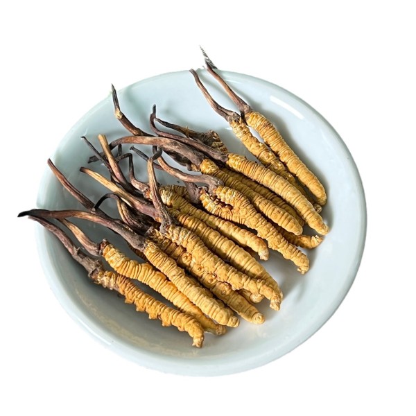 Cordyceps Manufacturer - Tibetan Herb Dried