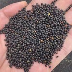 Pigeon Food Factory - Canola Seed Poultry Feed