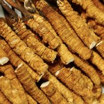 Cordyceps Herb Supplier - Chinese Raw Material