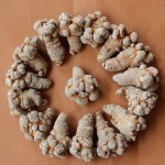 Panax Notoginseng Tea Supplier - Sanchi Root Dried