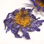 Blue Lotus Flower Supplier - Dried Bulk Herbal Tea