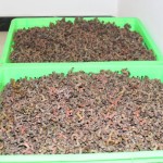 Raisin Fruit Tea Factory - Japanese Tree Seed
