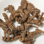 Valerian Root Manufacturer - Valeriana Officinalis Herb