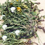 Dandelion Leaf Tea Manufacturer - Mongolian Herb