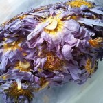 Blue Lotus Flower Supplier - Dried Bulk Herbal Tea