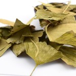 Ginkgo Leaf Tea Supplier - Biloba Loose Leaf