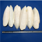 Cuttlefish Bone Supplier - Hai Piao Xiao Dried