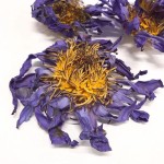 Blue Lotus Tea Supplier - Nymphaea Coerulea Flower