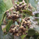 Raisin Fruit Tea Factory - Japanese Tree Seed